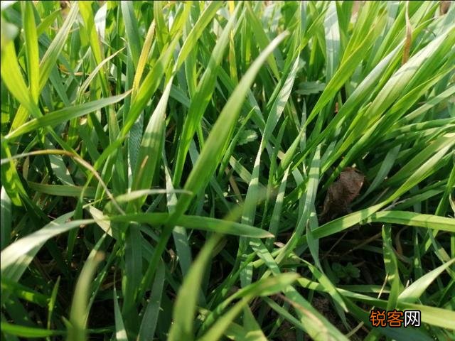 如果说今年是暖冬,对明年农业和气候有什么影响？