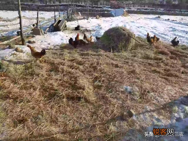 如果说今年是暖冬,对明年农业和气候有什么影响？