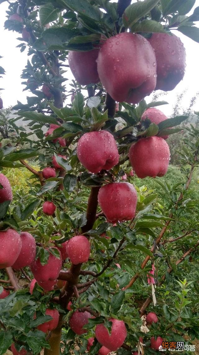 你最爱吃什么品种的苹果？