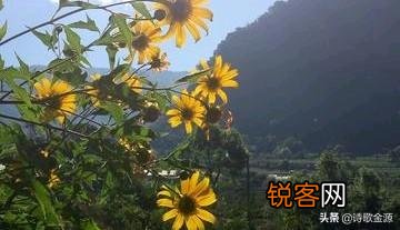 有哪些描写冬日白雪的诗词？