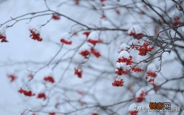 农村俗语：“立冬没有霜,春来地光光”是什么意思？