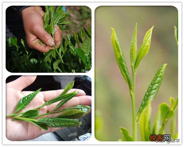 在疫情期间,自家产的茶叶如何才能卖出去？