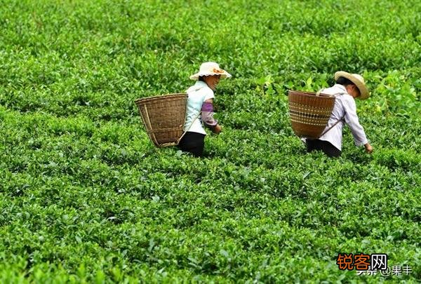 在疫情期间,自家产的茶叶如何才能卖出去？