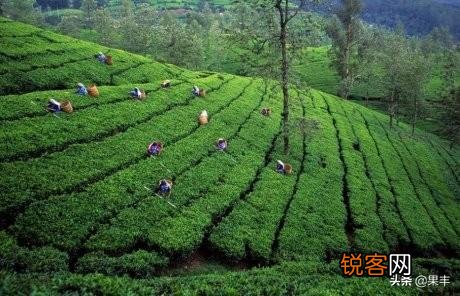 在疫情期间,自家产的茶叶如何才能卖出去？