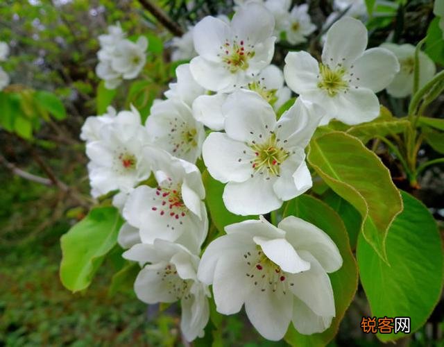 名句“一树梨花压海棠”,这究竟有什么深意？