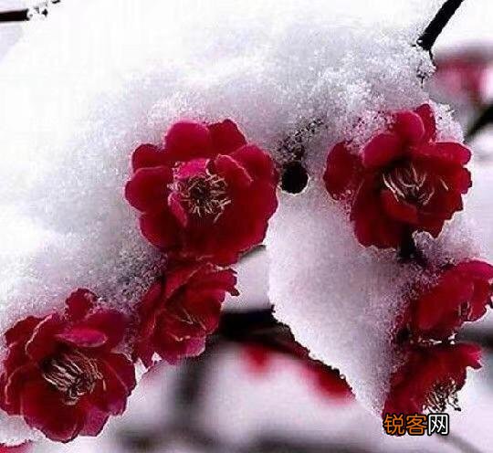 有什么描写雪的诗词？