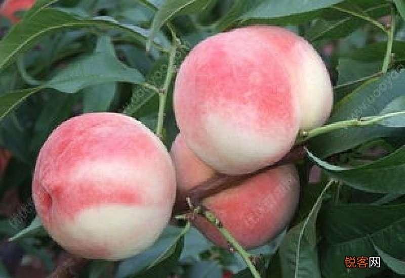 桃子吃了有什么作用 吃桃子能治疗什么疾病