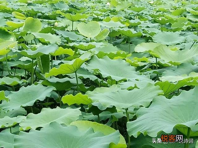 有哪些描写四季的古诗及意思的大全？