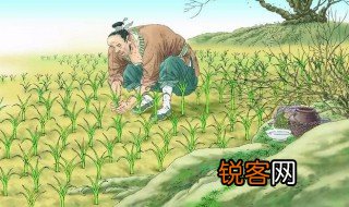 揠苗助长的道理启示 揠苗助长的故事告诉我们什么