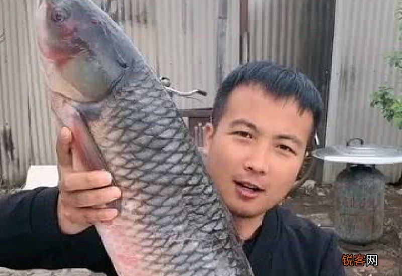 吃鱼鳞冻的危害