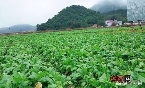 为什么现在越来越多人去做农副产品了？