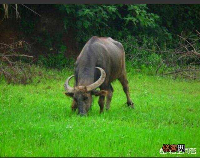 老牛吃嫩草是怎样的一种体验？