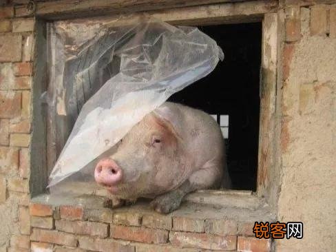 为啥养猪不能用水泥地面？
