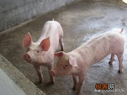 为啥养猪不能用水泥地面？