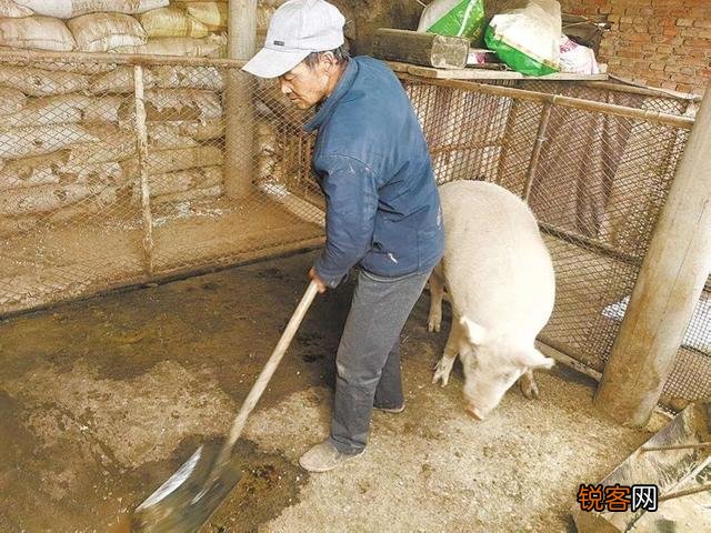 为啥养猪不能用水泥地面？