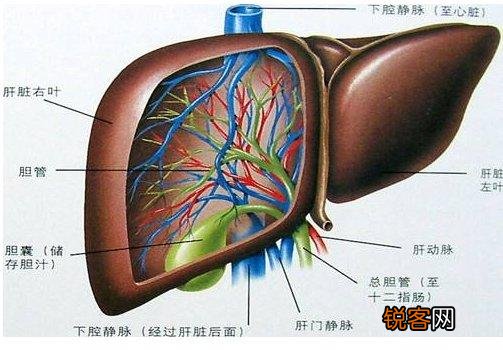 史记：食肉不食马肝。马肝到底能不能吃？