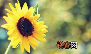 小学生现代诗 小学生现代诗介绍