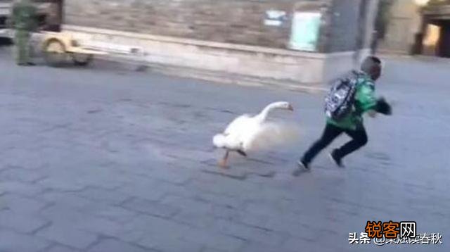 俗语“宁让狗咬,别让鹅啄；宁可穷死,别娶活汉妻”,有道理吗？