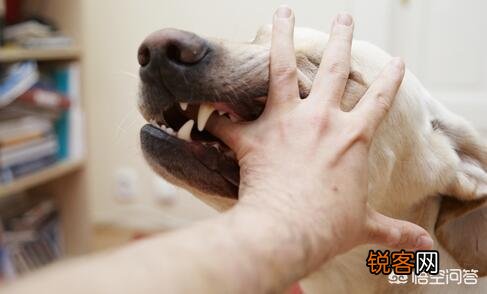 俗语“宁让狗咬,别让鹅啄；宁可穷死,别娶活汉妻”,有道理吗？