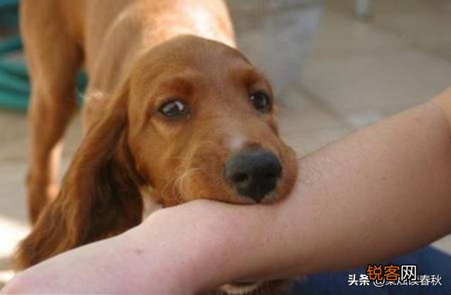 俗语“宁让狗咬,别让鹅啄；宁可穷死,别娶活汉妻”,有道理吗？