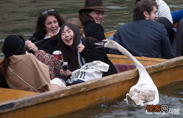 俗语“宁让狗咬,别让鹅啄；宁可穷死,别娶活汉妻”,有道理吗？