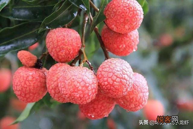 农民本可以种些无农药残留的粮食和蔬菜,过自给自足的生活。为什么偏要外出务工？