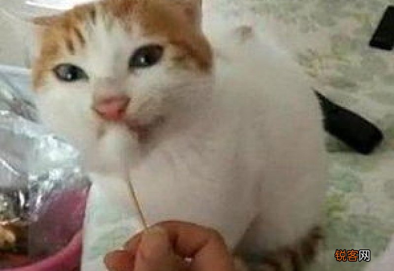 猫瘟是怎么引起的