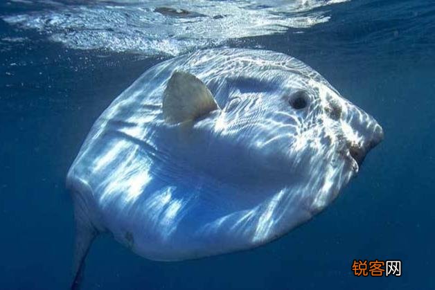 被吃了一半也不懂反抗的翻车鱼,为何不会灭绝？