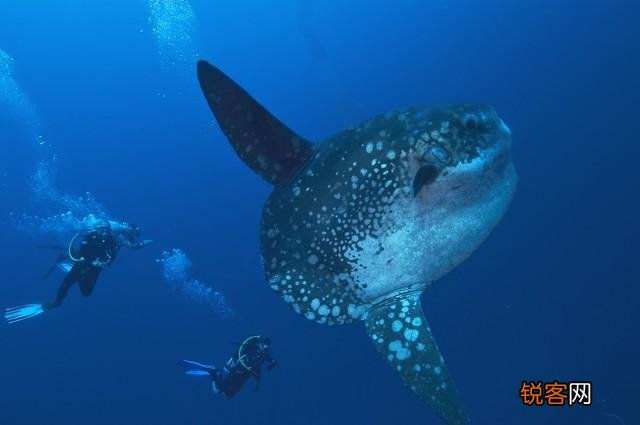 被吃了一半也不懂反抗的翻车鱼,为何不会灭绝？