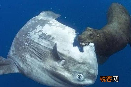 被吃了一半也不懂反抗的翻车鱼,为何不会灭绝？