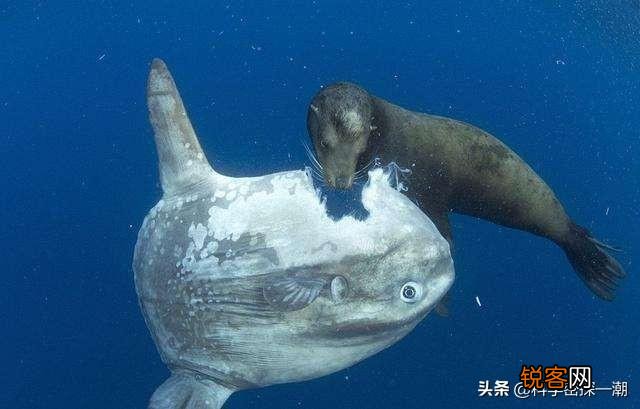 被吃了一半也不懂反抗的翻车鱼,为何不会灭绝？