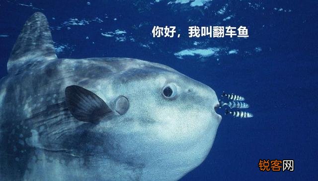 被吃了一半也不懂反抗的翻车鱼,为何不会灭绝？