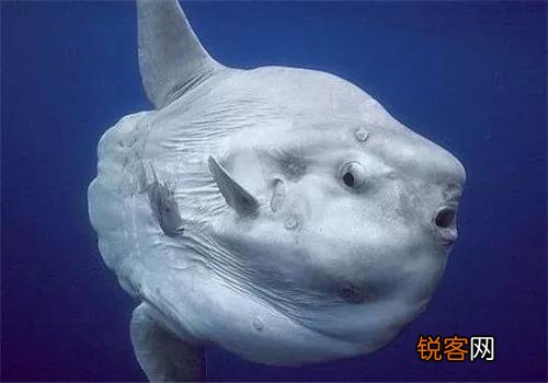 被吃了一半也不懂反抗的翻车鱼,为何不会灭绝？