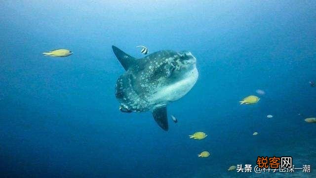 被吃了一半也不懂反抗的翻车鱼,为何不会灭绝？