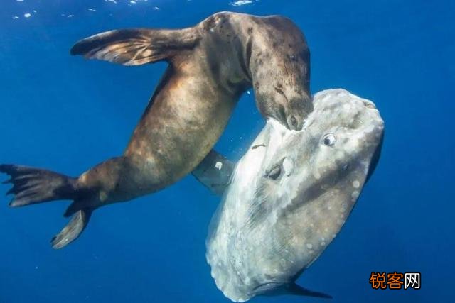 被吃了一半也不懂反抗的翻车鱼,为何不会灭绝？