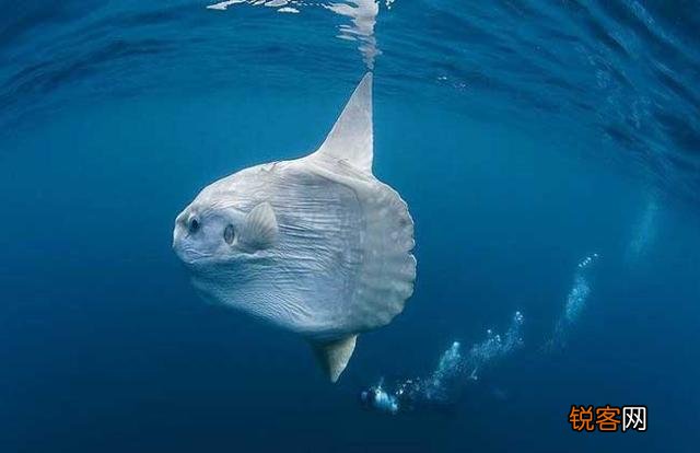 被吃了一半也不懂反抗的翻车鱼,为何不会灭绝？