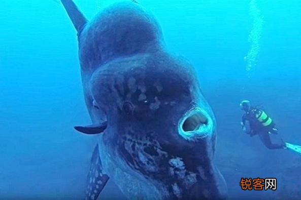 被吃了一半也不懂反抗的翻车鱼,为何不会灭绝？