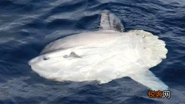 被吃了一半也不懂反抗的翻车鱼,为何不会灭绝？