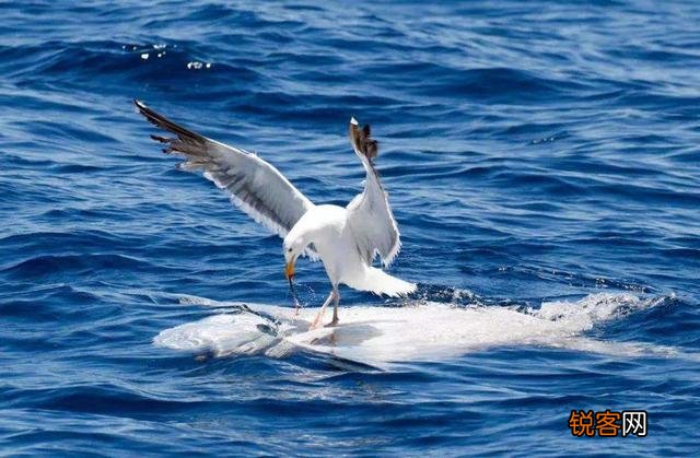 被吃了一半也不懂反抗的翻车鱼,为何不会灭绝？