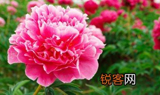 描写牡丹的句子 关于牡丹花的句子