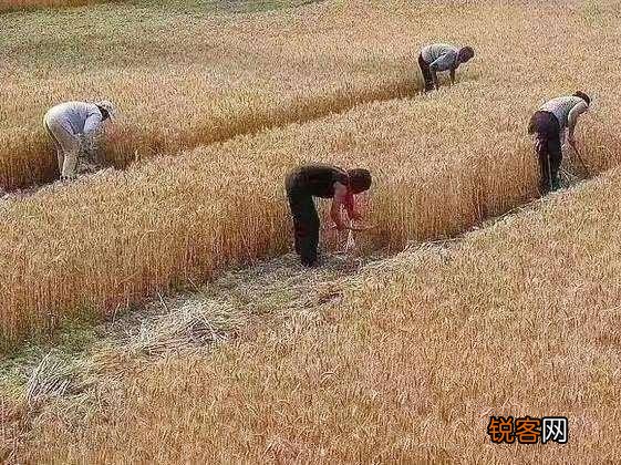 你们还记得农村打场,收麦,扬场的画面吗？