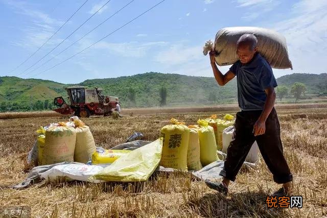 你们还记得农村打场,收麦,扬场的画面吗？