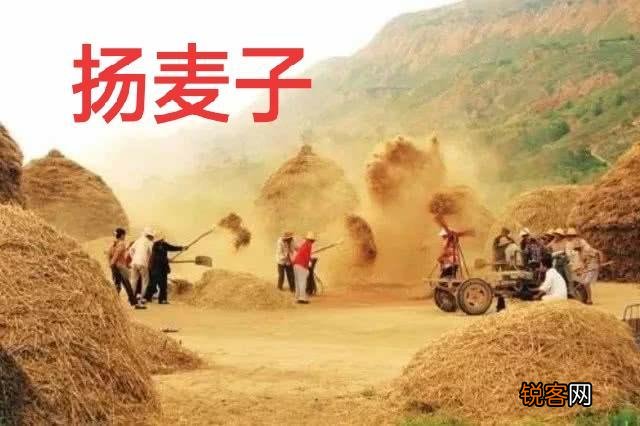 你们还记得农村打场,收麦,扬场的画面吗？