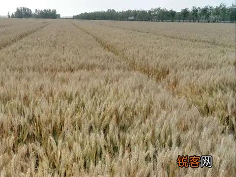 你们还记得农村打场,收麦,扬场的画面吗？