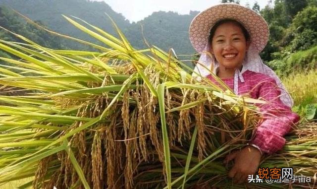 你们还记得农村打场,收麦,扬场的画面吗？