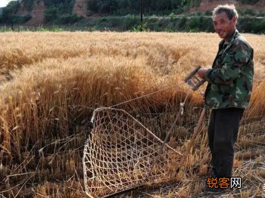 你们还记得农村打场,收麦,扬场的画面吗？