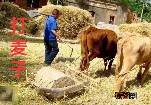 你们还记得农村打场,收麦,扬场的画面吗？