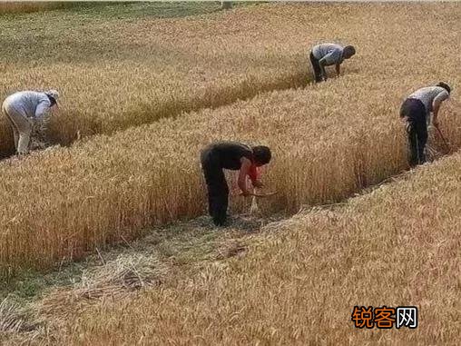 你们还记得农村打场,收麦,扬场的画面吗？