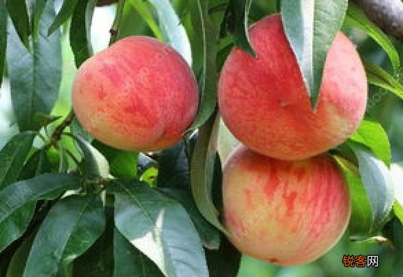 桃子和苹果可以一起吃吗 桃子和苹果哪个减肥好