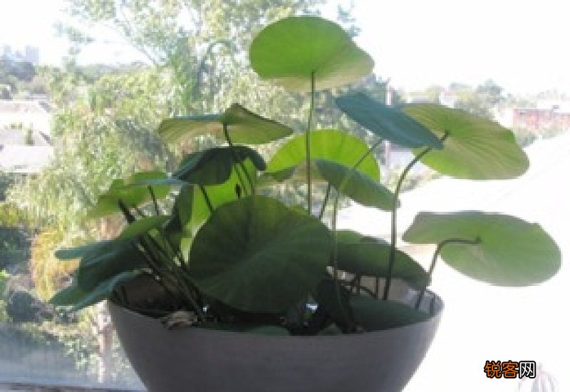 碗莲叶子不展开怎么办